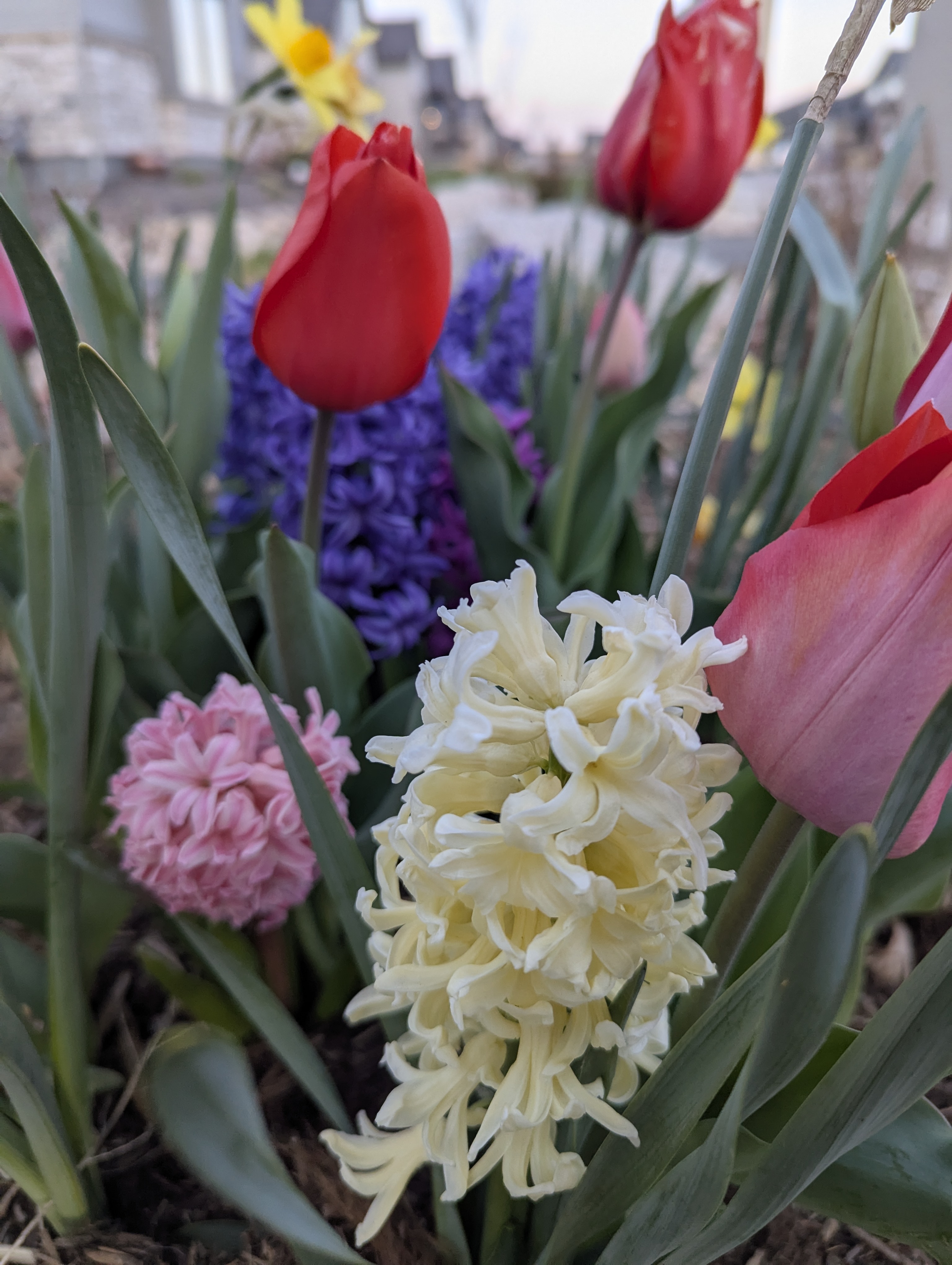 Garden, Flowers, Morrison, Colorado